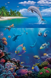 MS-3380b-coral-cove-37-x56.5