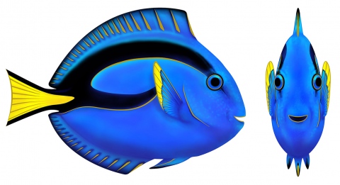 MS-3380e-blue-tang-ELEMENT