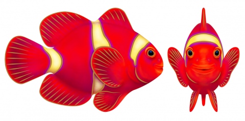 MS-3380e-maroon-clownfish-ELEMENT