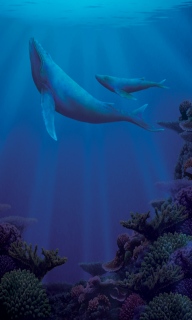 MS-3380p-coral-cove-bag-side-low-res