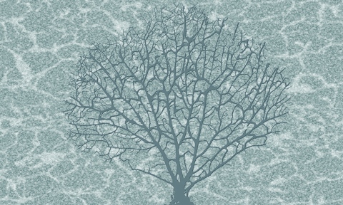 MS-6021a-aqua-coral-fan-2