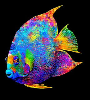 MS-7911c-LR-fish-t-shirt