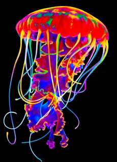 MS-7911h-jellyfish-paint