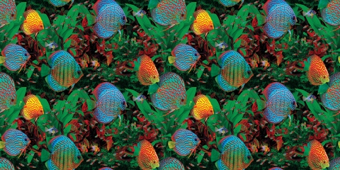 MS-9411b1-With-add-of-small-fish-on-dark-green-seagrass-smaller-scale-