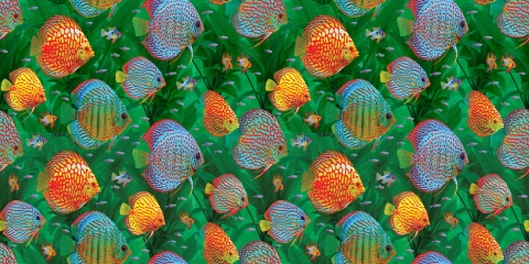 MS-9411b2-With-add-of-small-fish-on-med-green-seagrass-smaller-scale-