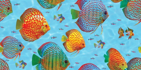 MS-9411b3-With-add-of-small-fish