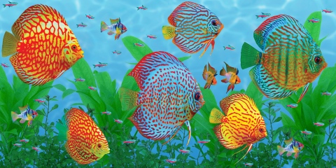 MS-9411e-With-add-of-small-fish-and-lower-sea-grass