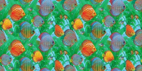 MS-9411e-With-add-of-small-fish-and-lstriplike-ower-sea-grass