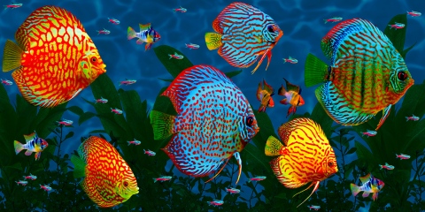 MS-9411g-With-add-of-small-fish-grass-and-dark-night-water