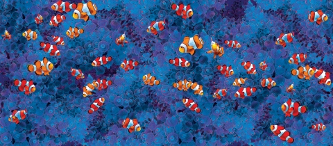 MS-9411j-coral-combo-clownfish-low-res