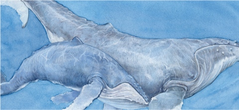SV-1843b-whales