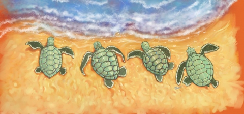 SV-1897-Baby-turtles