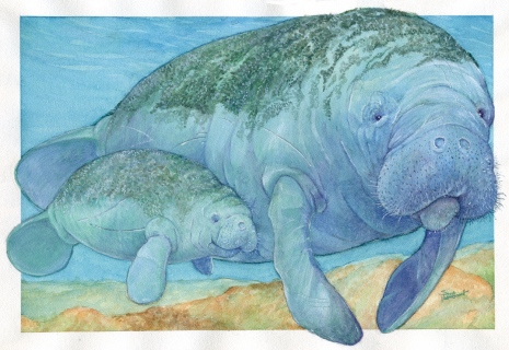 SV-1898sm-Mom-and-baby-manatee