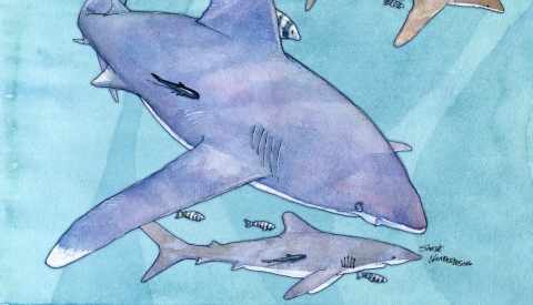 SV-1899sm_sharks SV-1899sm_sharks