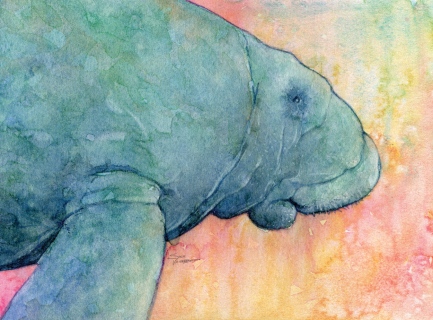 SV-1935-manatee-profile SV-1935-manatee-profile